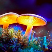 3 Ways to Invest in the Nascent Psychedelics Industry