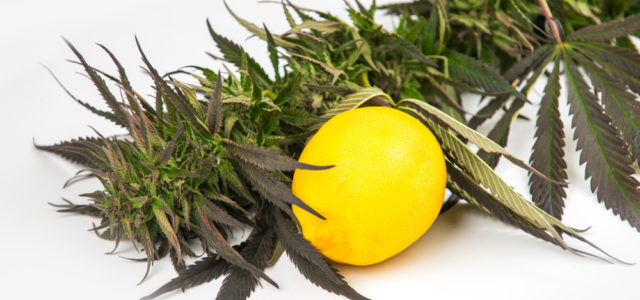 Committee Blog: Cannabis Classification and the Role of Terpenes