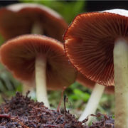 Numinus Positioned To Be Significant Player In Psilocybin R&D