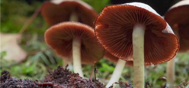 Numinus Positioned To Be Significant Player In Psilocybin R&D