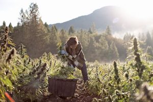 Oregon hemp producer leverages partnerships, retail presence to get national exposure, expand its footprint