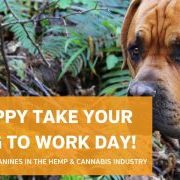 Slideshow: Honoring the top canines in cannabis on National Take Your Dog to Work Day