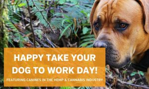 Slideshow: Honoring the top canines in cannabis on National Take Your Dog to Work Day