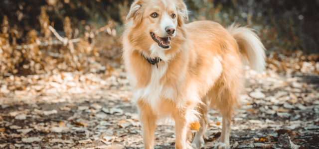 Study Finds Arthritic Dogs Benefit from CBD Treatment