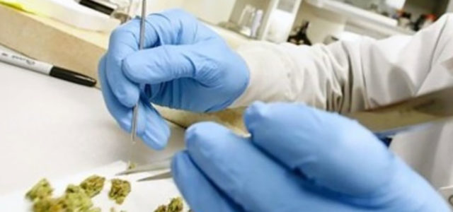 Two Florida cannabis laboratories merge hemp and CBD customers with new acquisition