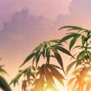 Fire & Flower Holdings Corp: New Project Could Help $0.55 Pot Stock Double Again