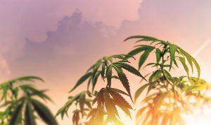 Fire & Flower Holdings Corp: New Project Could Help $0.55 Pot Stock Double Again