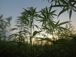 How to avoid heavy-metal accumulation in your hemp crop