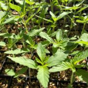 Judge tosses California farm from tribal lawsuit over seized hemp plants