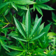 Marijuana may be risky for your heart