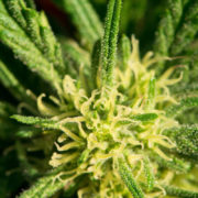 New Jersey Governor Says Legalizing Marijuana A ‘No-Brainer’ For Coronavirus Economic Recovery
