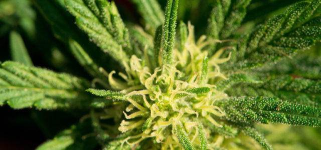 New Jersey Governor Says Legalizing Marijuana A ‘No-Brainer’ For Coronavirus Economic Recovery