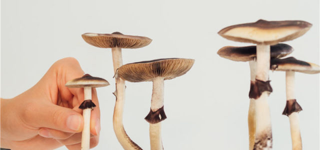 Psychedelics Investing 101: Basic Investing Tips