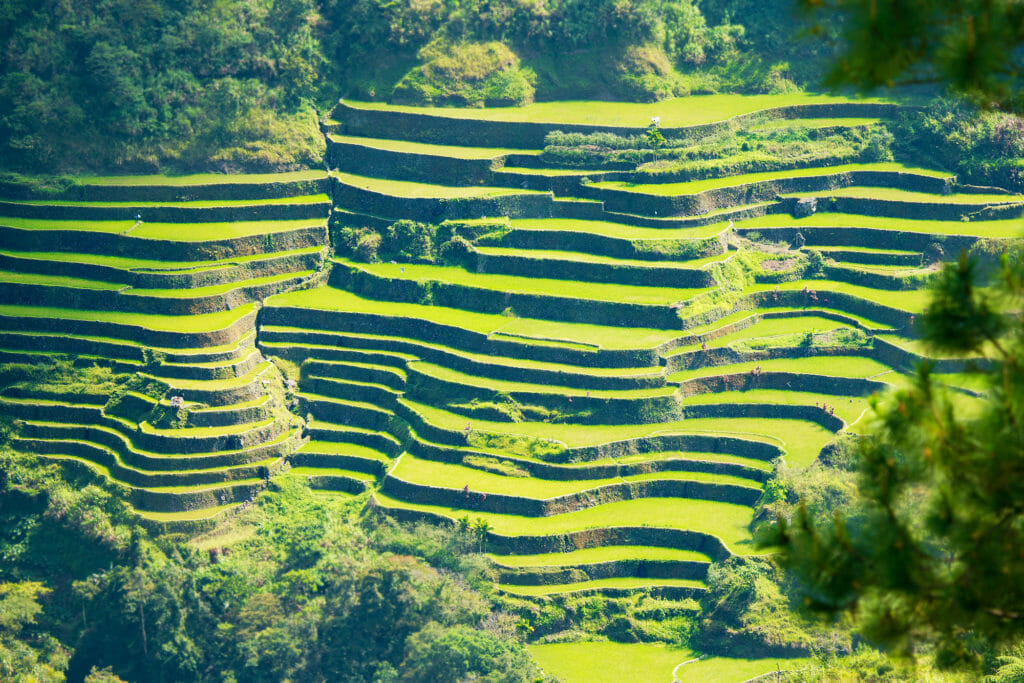 philippines cannabis marijuana