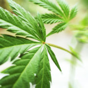 Third Party Presidential Candidates Push For Marijuana Legalization And Drug Decriminalization