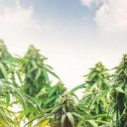 Trulieve Cannabis Corp: This $12 Pot Stock Could Deliver Big Returns