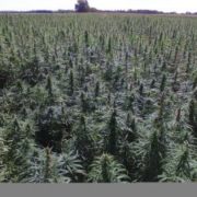 USDA approves hemp production plans for Minnesota, Puerto Rico, Tennessee