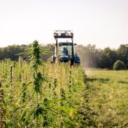 As hemp harvest nears, US farmers face uncertainty about regulations