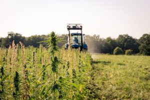 As hemp harvest nears, US farmers face uncertainty about regulations