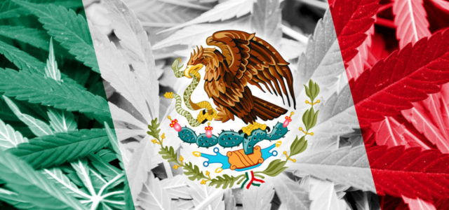 Big Ideas: Apply For Your Mexico Cannabis License NOW