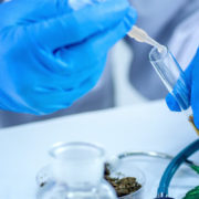 Biotech Firm: Fermentation-Based Cannabinoid Production Ready for Industrial Scale