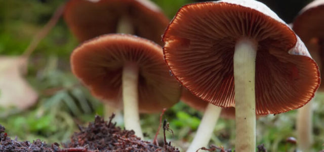 New company to put psilocybin on dissolvable sublingual strips to help treat depression