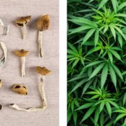 Psychedelics and Cannabis: Part 1, Regulatory Déjà Vu