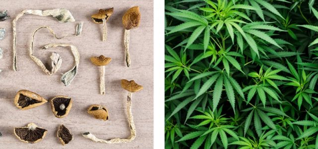 Psychedelics and Cannabis: Part 2, Industry Overlap