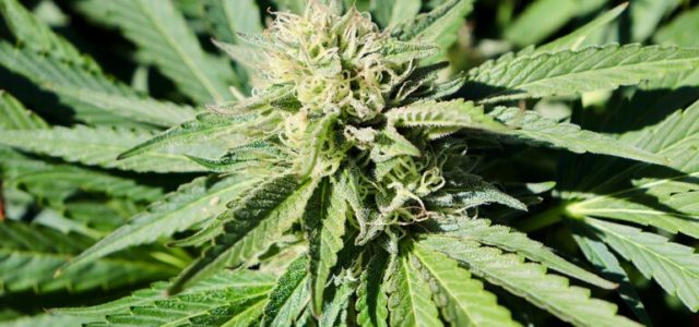 Strain Review: Mendo Breath Is a Taste of the Emerald Triangle