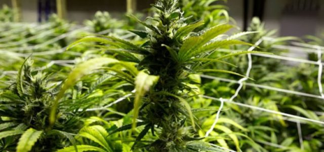 The U.S. could be missing out on $53 billion a year due to marijuana prohibition, research finds