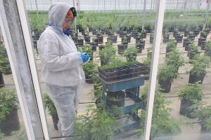 USDA lawyer: Hemp growers have ‘a little bit of leeway’ on THC testing, but not much