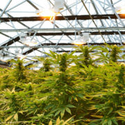 Vermont Democrats Call For Decriminalizing Drugs And Legalizing Marijuana Sales In Draft 2020 Platform