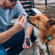 6 Reasons Dog Owners Are Turning to CBD