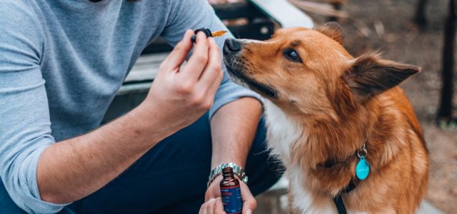 6 Reasons Dog Owners Are Turning to CBD