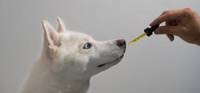CBD Oil for Dogs: Benefits, Side Effects, and Dosage