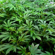 Colorado cold snap destroys millions of dollars worth of marijuana plants, could disrupt industry