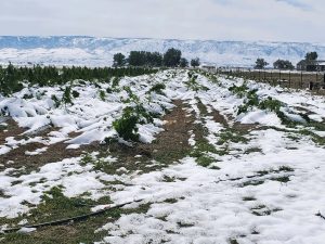 Early freeze in Colorado could cost hemp growers ‘catastrophic’ losses