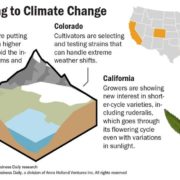 Extreme weather patterns force growers to rethink cultivation strategies