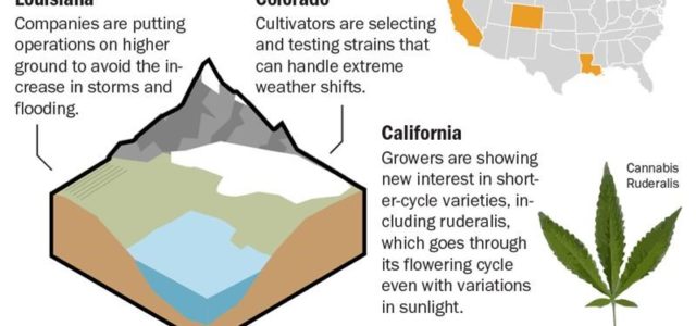 Extreme weather patterns force growers to rethink cultivation strategies