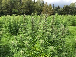 Federal hemp underreporting is a huge problem for the industry – but there’s still time