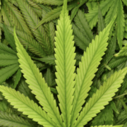 Illinois (Yet Again) Breaks Monthly Marijuana Sales Record