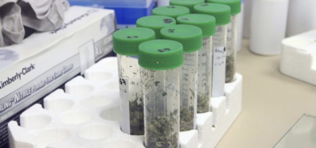 Managing a Cannabis Lab