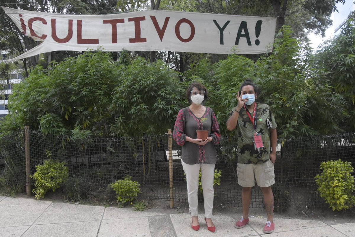 Mexico’s Senate Reconvenes While Cannabis Grows Nearby