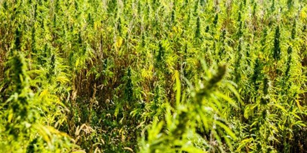 Navajo Nation moves to shut down hemp farms amid claims of marijuana growing