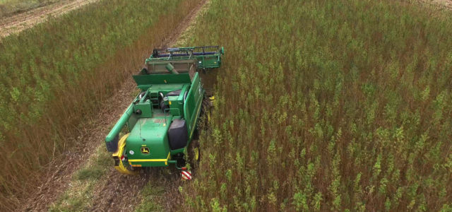 SBA urges USDA to extend new hemp production comment period to 60 days
