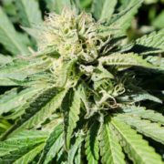 Study: Cannabis Effective for Treating Chemotherapy Side Effects
