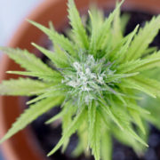 Survey Shows Support For Marijuana Legalization Among South Dakota Voters