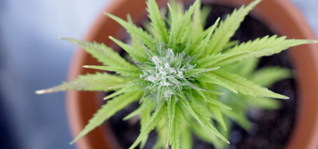 Survey Shows Support For Marijuana Legalization Among South Dakota Voters