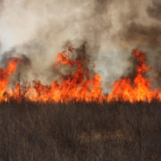 The California Fires and Cannabis