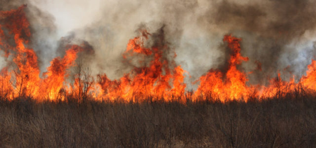 The Oregon Fires and Cannabis